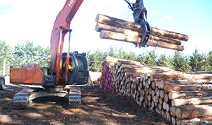 Logging Christchurch